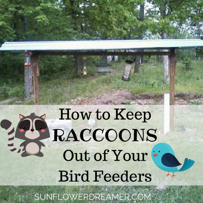 how-to-keep-raccoons-out-of-your-bird-feeders-sunflower-dreamer